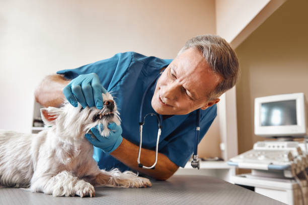 Best Pediatric Emergency Dentist in Mendota, IL